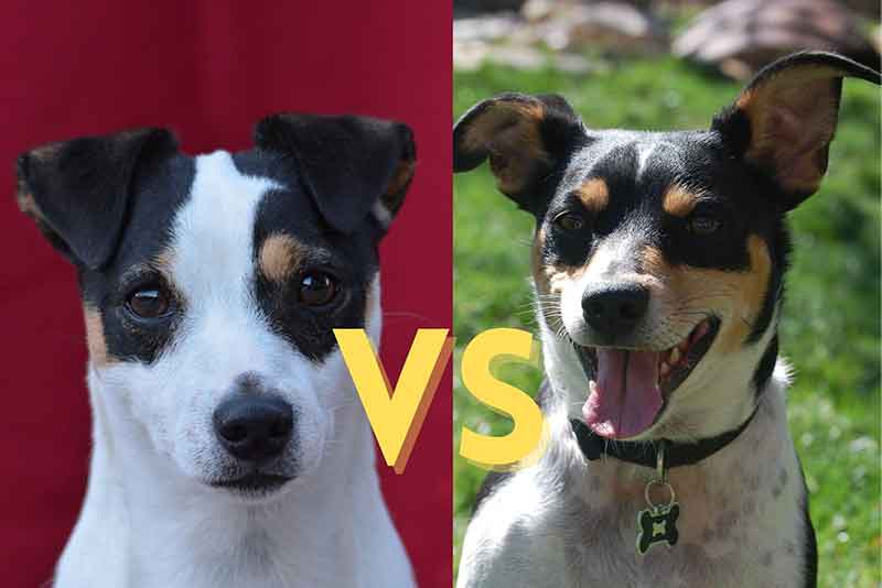 Jack Russell Vs Rat Terrier - Which One Is Better?