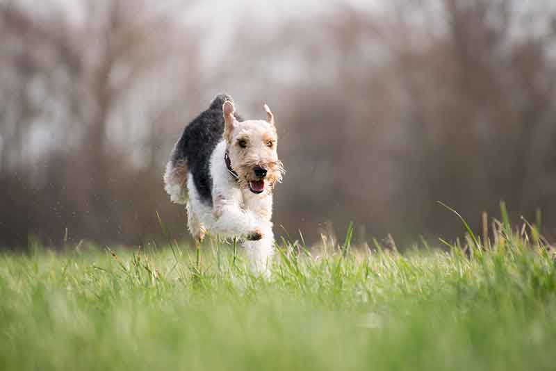 Characteristics of Jack Russell with long legs