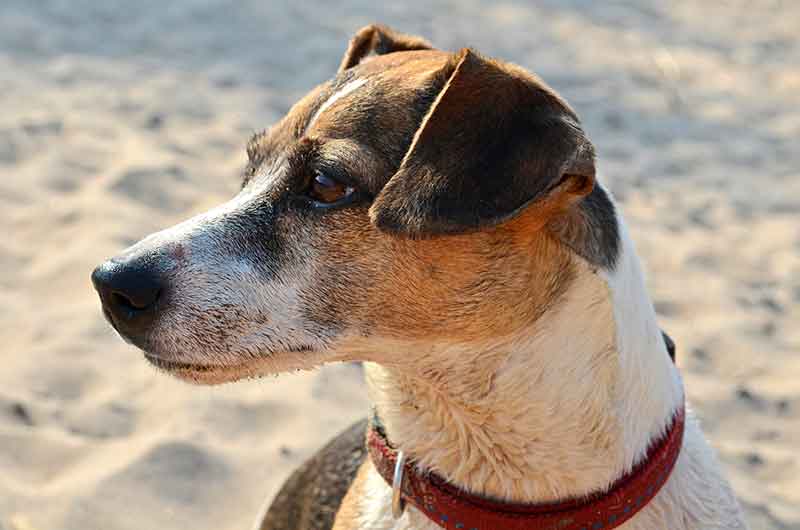 What Should A Jack Russell Terrier Weigh? Answers With Tips