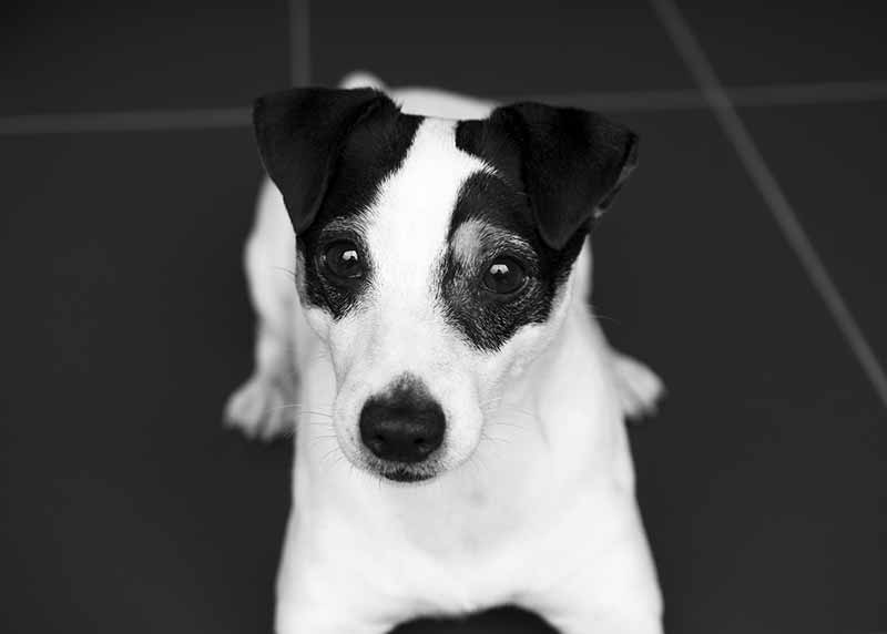 What Were Jack Russell Terriers Bred For? Origin Of JRTs