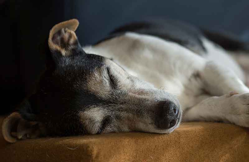When Is A Jack Russell Considered A Senior Dog? Explained With Tips