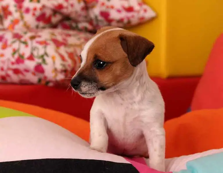 When To Train A Jack Russell Puppy? Explained With Tips