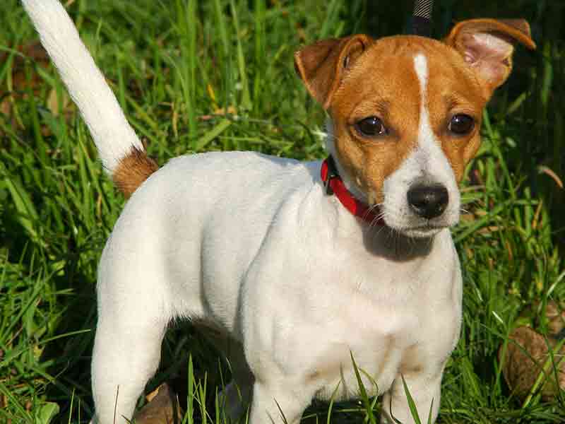 Why Does My Jack Russell Have Pointy Ears? How To Fix?