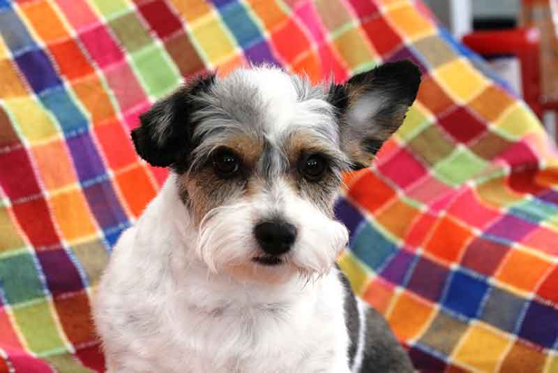How to minimize your JRT's excessive shedding?