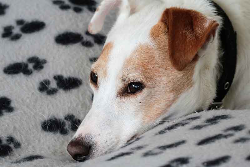 Why Is My Jack Russell Shedding Like Crazy? Answers + Tips