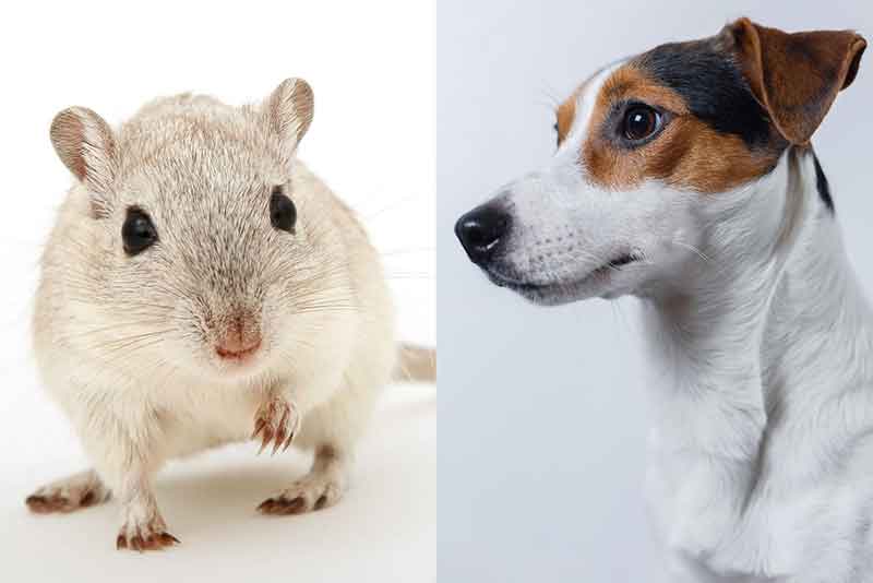 Can Jack Russells Kill Rats Or Mice?