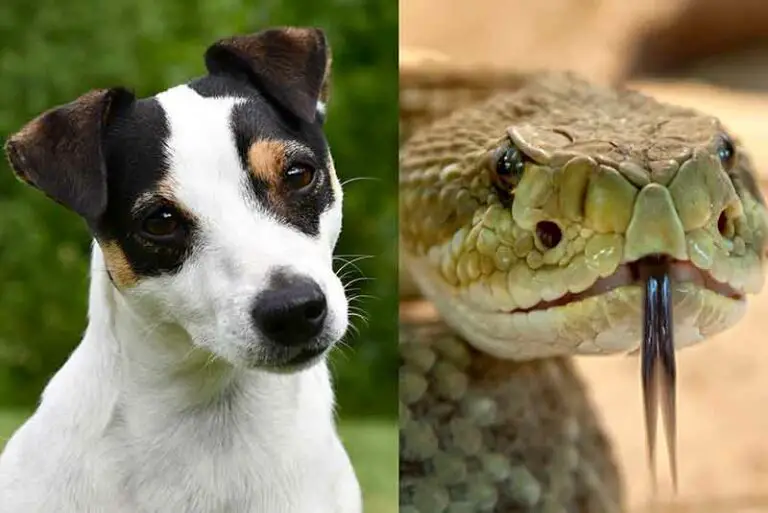 Can Jack Russells Kill Snakes? Explained