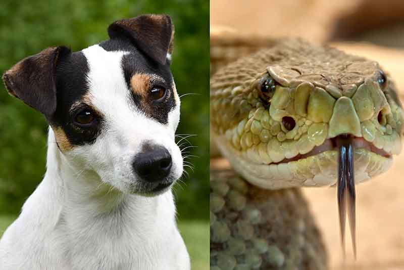 Can Jack Russells Kill Snakes