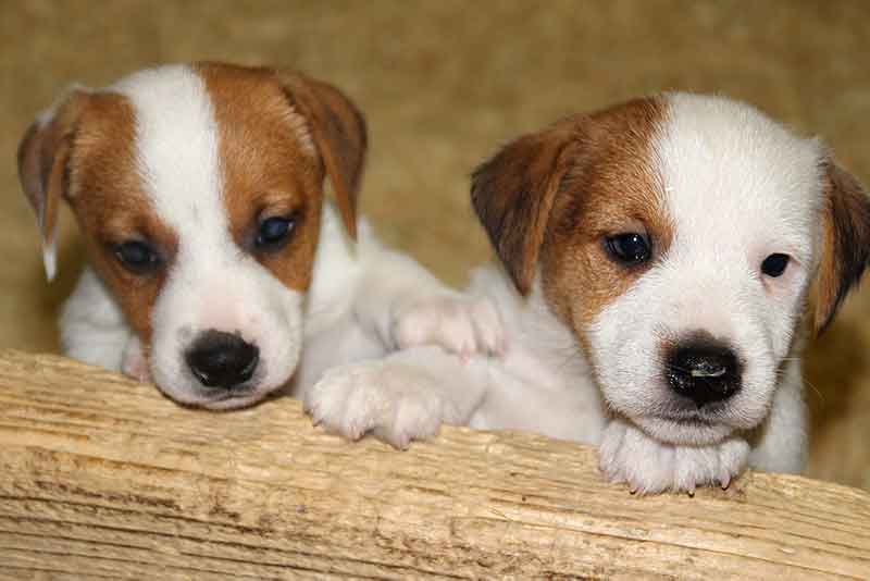 Can Two Jack Russells Live Together? Explained