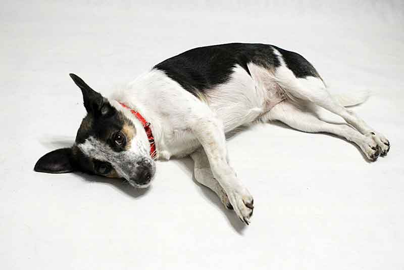When is Rat Terrier considered a senior dog?