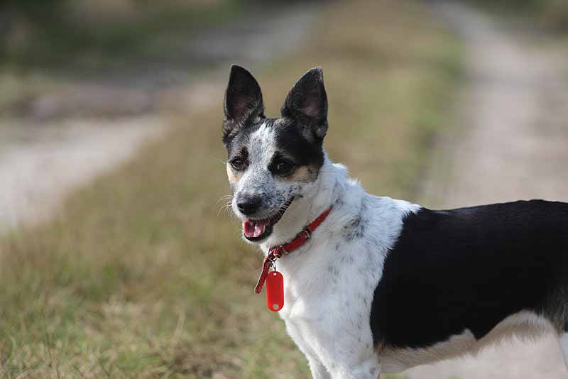 How Long Do Rat Terriers Live? Guide For A Longer Lifespan