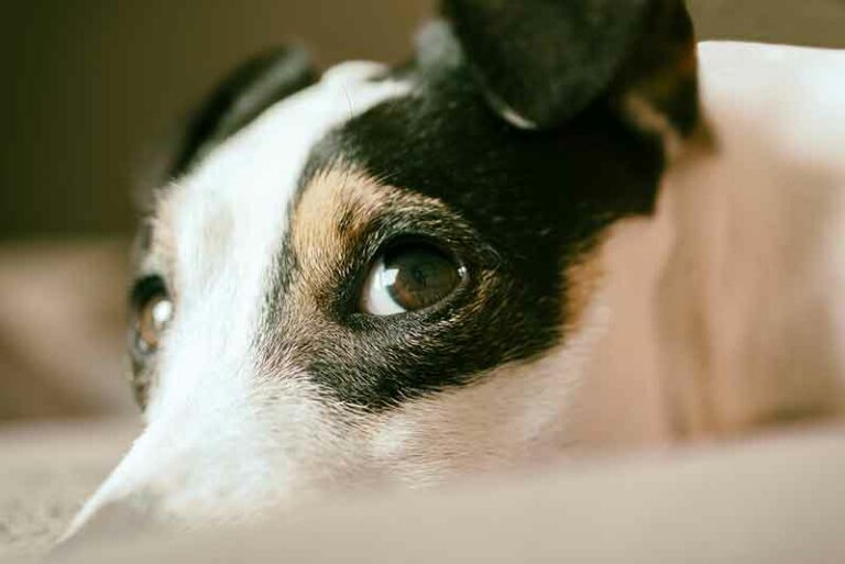 How To Tell If My Jack Russell Is Depressed?