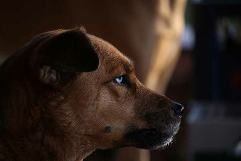 Jack Russell Terrier And Husky Mix (Husky-Jack / Jacksky) – Breed Info