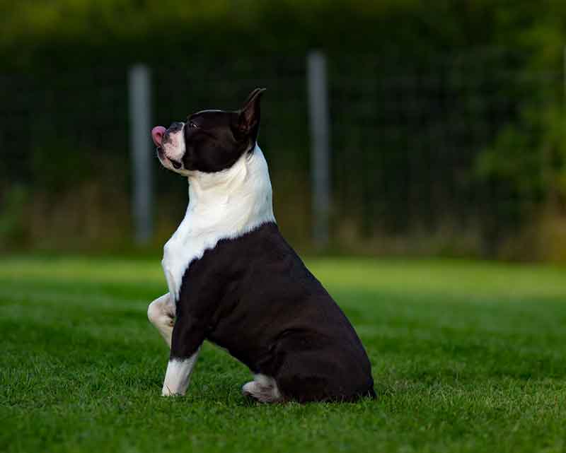 History of Boston Terriers