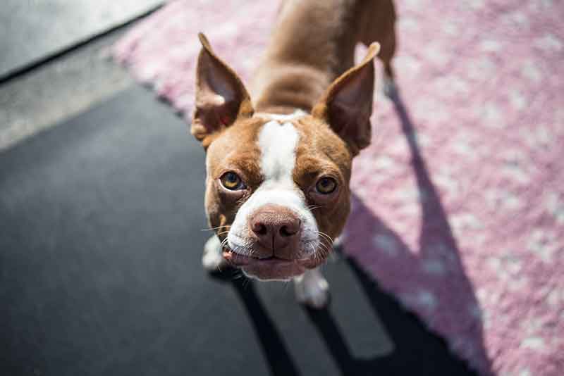 Jack Russell And Boston Terrier Mix (Bo-Jack) - Facts, Pics & More