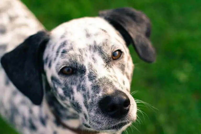 Jack Russell Terrier And Dalmatian Mix (Dal Jack, Jackmatian)