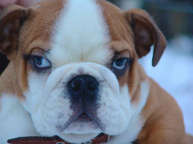 The temperament of a Jack Russell English Bulldog Mix