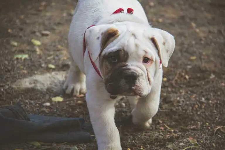 Jack Russell Terrier And English Bulldog Mix (Bull Jack)