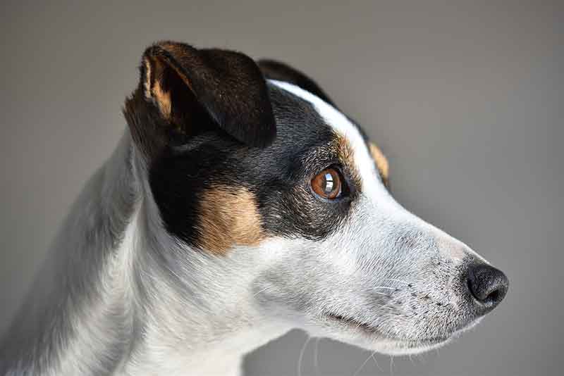Origin of the mix of Jack Russell Terrier and German Shepherd - Origin of JRT