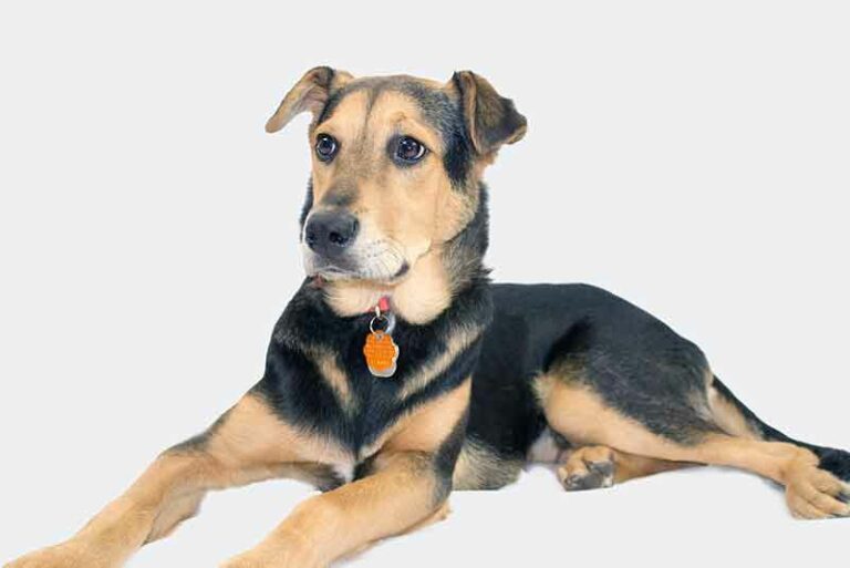 Jack Russell Terrier And German Shepherd Mix (Jack-Shepherd)