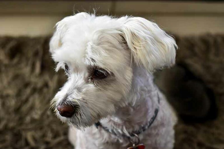 Jack Russell Terrier And Maltese Mix (Jacktese) – Facts, Pics & More