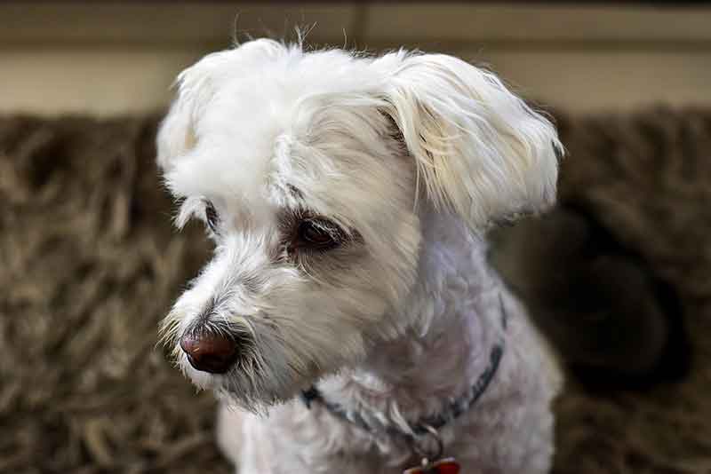 Jack Russell Terrier And Maltese Mix (Jacktese) - Facts, Pics & More