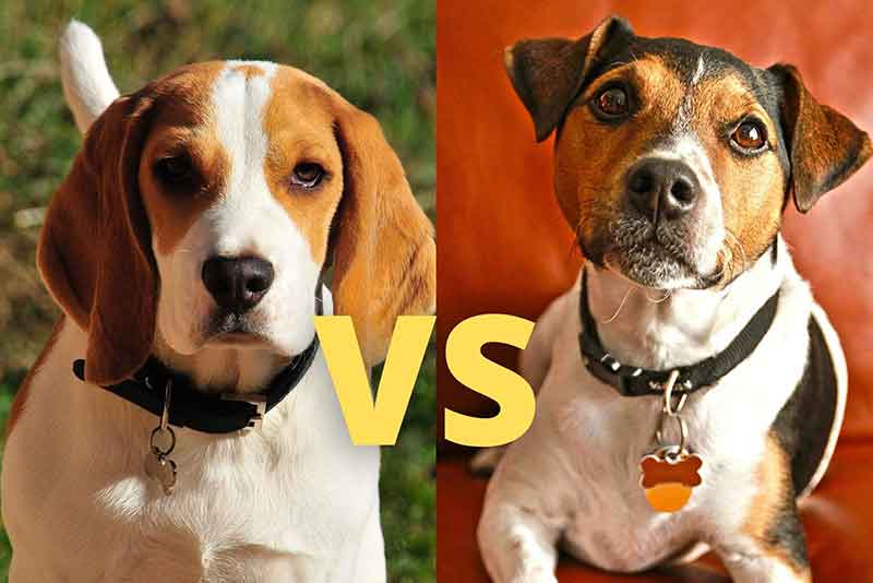 Jack Russell Vs. Beagle - Which One Is Better?