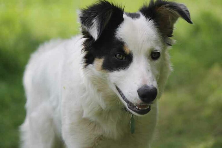 Jack Russell Border Collie mix (Border-Jack) Cross Breed Info