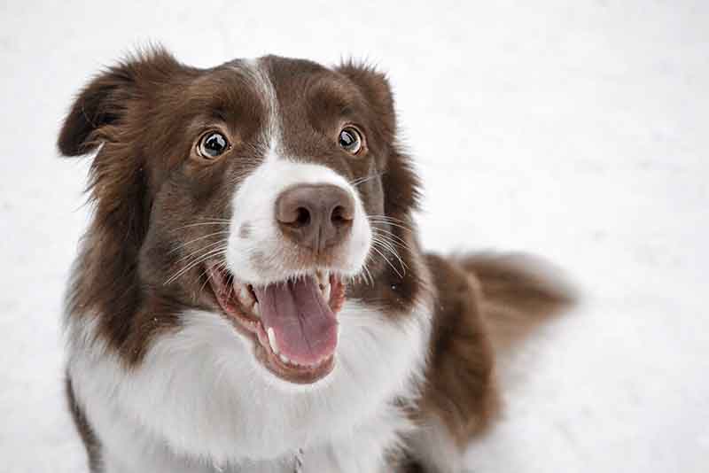 The temperament of Jack Russell Border Collie mix