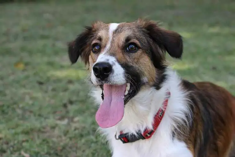 Jack Russell Border Collie mix (Border-Jack) Cross Breed Info
