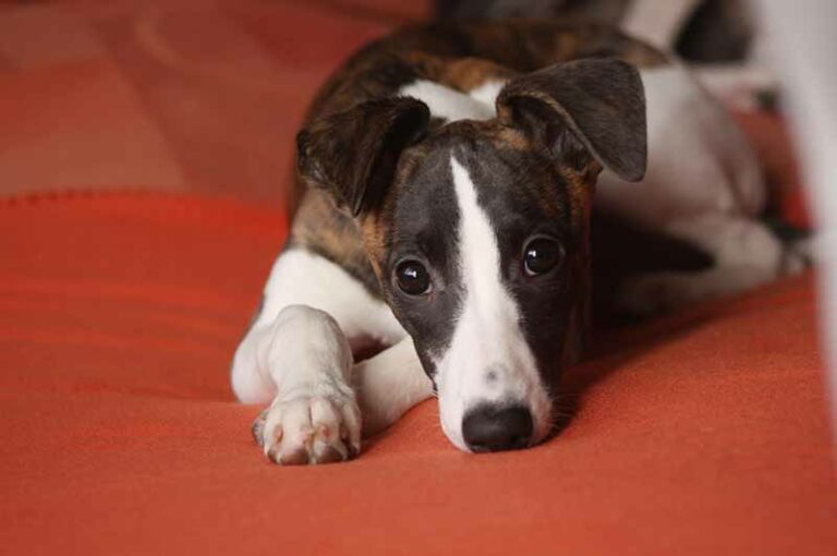 Jack Russell Whippet Mix (Jack-A-Whip / Whip-Russell) Cross Breed