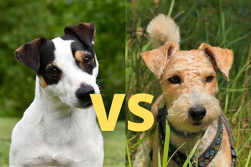 Jack Russell Vs. Fox Terrier Comparison - Which One Is Better?