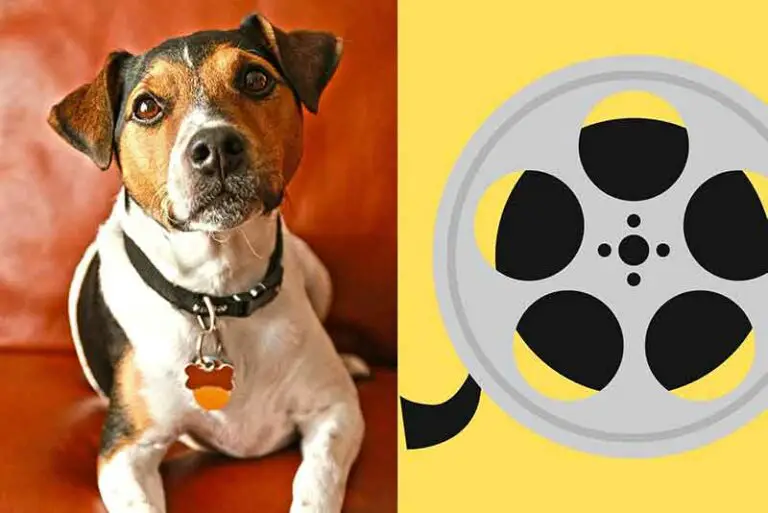 Jack Russell Terriers In Movies And TV Shows