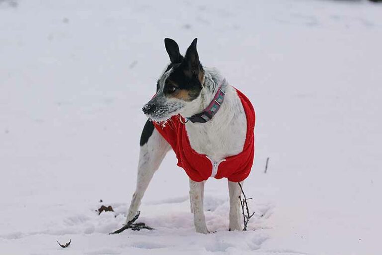 Rat Terrier’s Old Age Problems – How To Care Your Senior Rat Terrier