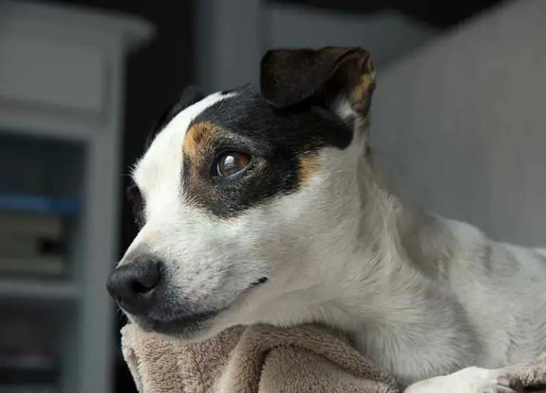 What Are Jack Russell’s Characteristics? Explained