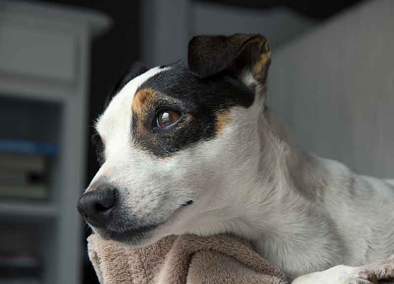 What Are Jack Russell's Characteristics? Explained