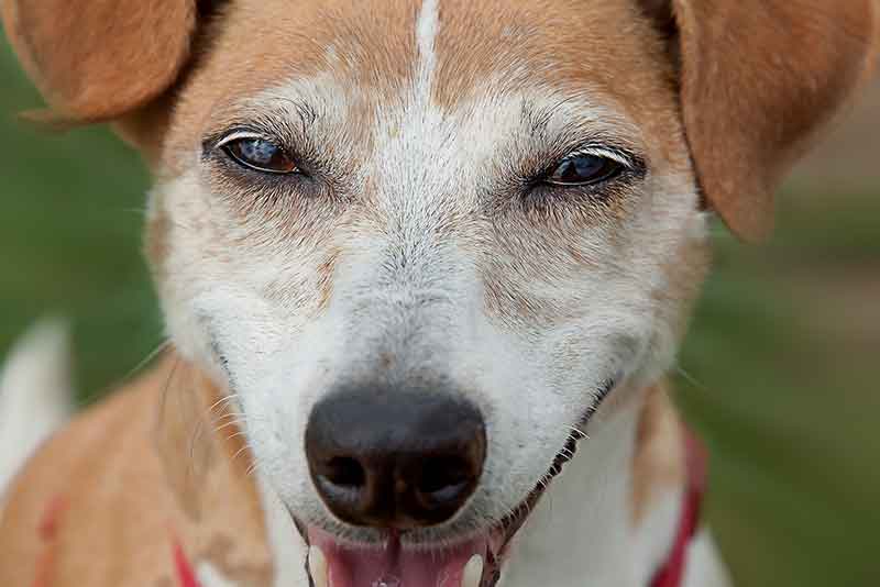 What Are Jack Russell's Eye Problems? How To Treat?
