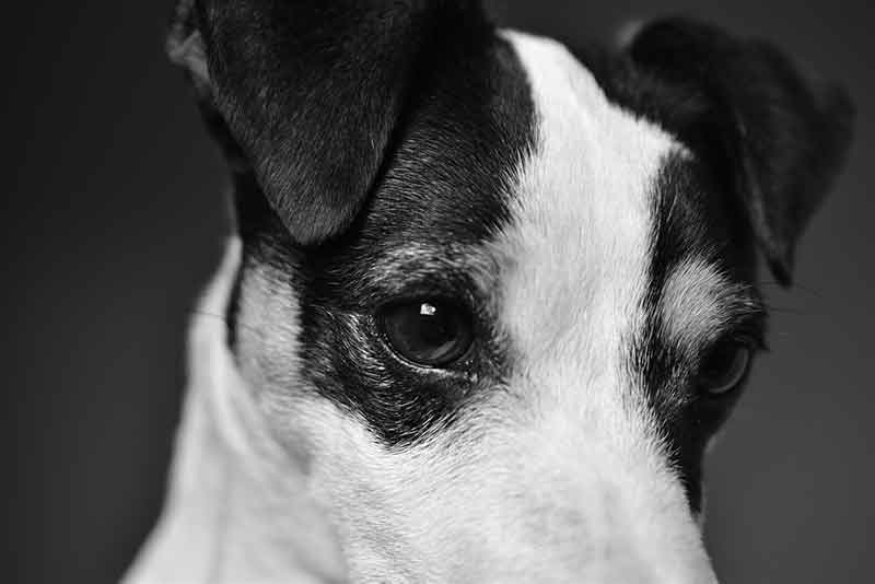 Where Are Jack Russell Terriers From? Explained