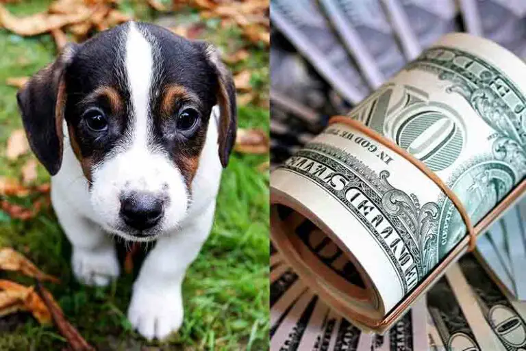 Why Are Jack Russell Terriers So Expensive? Answers Explained