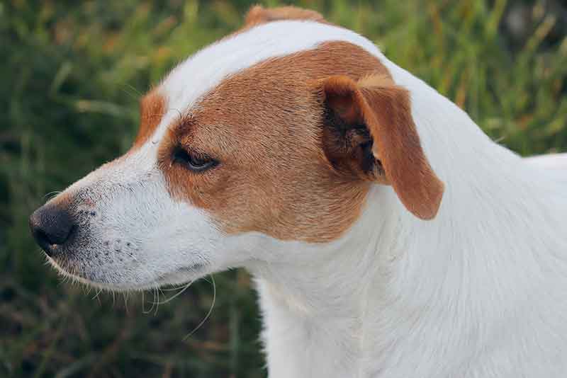 Why Are Jack Russells So Hard To Train? Challenges Explained
