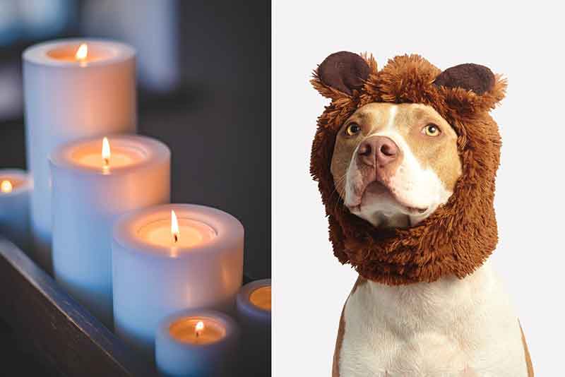 Are Candles Bad For Dogs? Explained, Can dogs be in a room with candles?