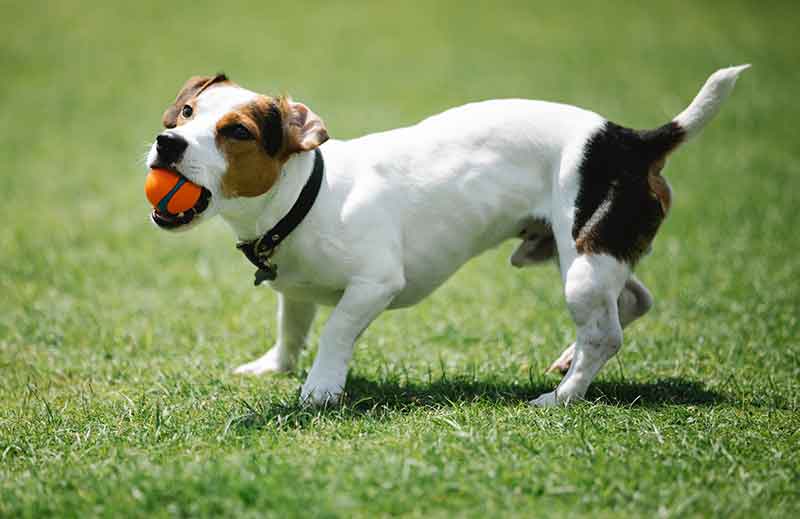 Are Jack Russells Affectionate Dogs? Yes, Find Out Why