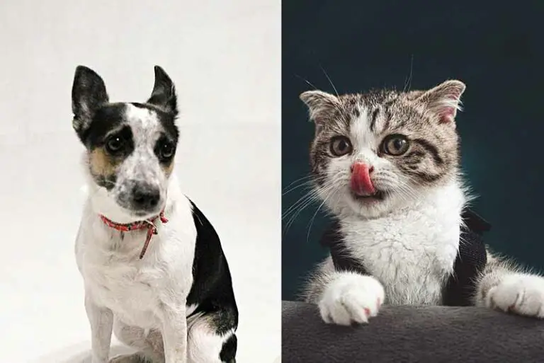 Are Rat Terriers Good With Cats? Are They Getting Along?