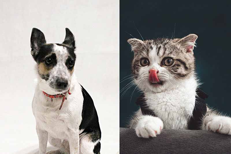 Are Rat Terriers And Cats Getting Along? Tips For Making Them Good Friends