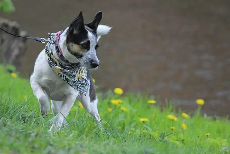 Are Rat Terriers Good Family Dogs? FAQs Answered With Tips