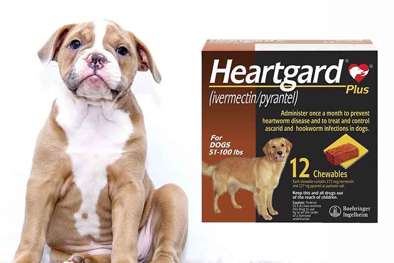Can I Give My Dog a Lower Dose of Heartgard  