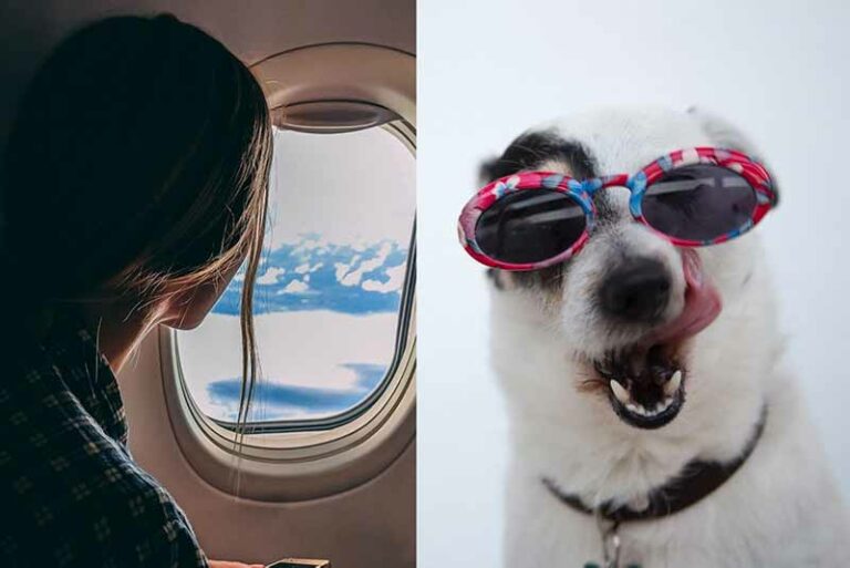 Can You Fly With A Jack Russell Terrier? Yes, But Read This First!
