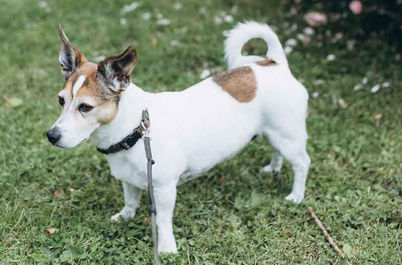 Do Jack Russells Have Curly Tails? Explained