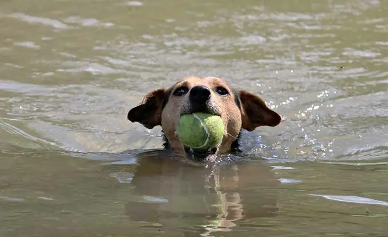 Do Rat Terriers Like Water? Can Rat Terriers Swim?