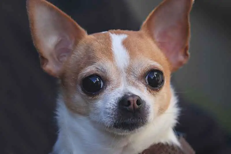How Long Do Chihuahuas Live? Guide For A Longer Lifespan